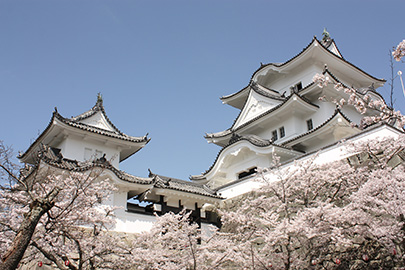 伊賀上野城（平楽寺跡） 桜