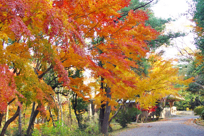 伊賀上野城（平楽寺跡） 紅葉（11月中旬〜下旬）